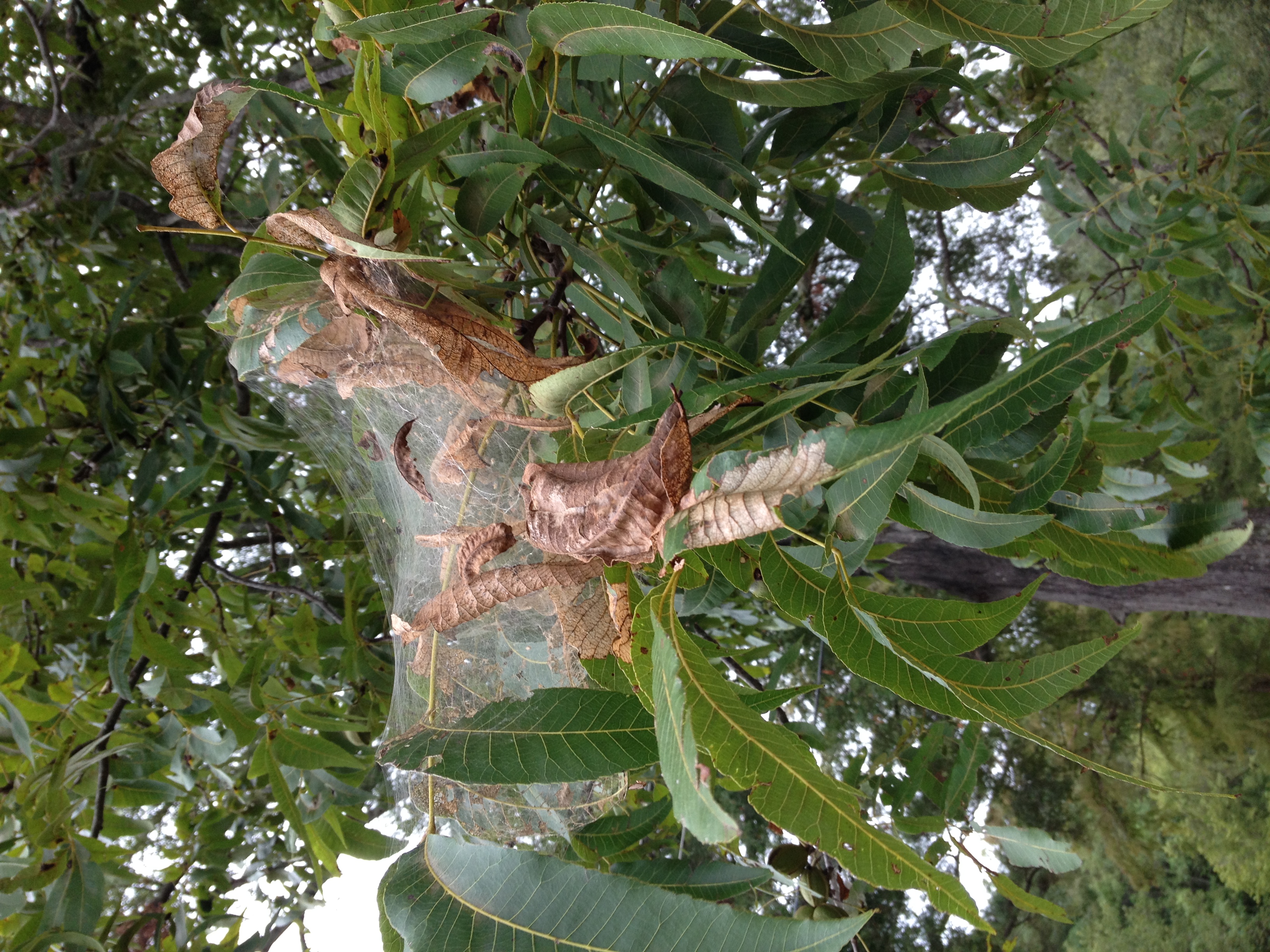 Pecan Fall WebwormJPG